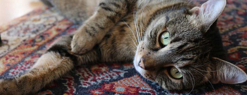 حساسیت به فرش - موی حیوانات خانگی روی فرش